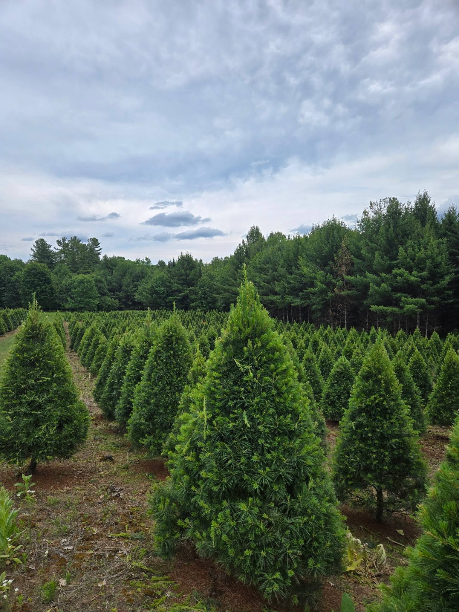 Photo 4 Christmas tree.jpg